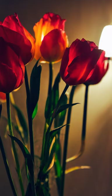 Tulip Illumination Tulip Illumination