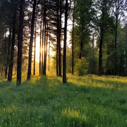 Forest Awakening