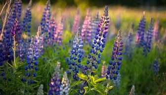 Lupine Dreams