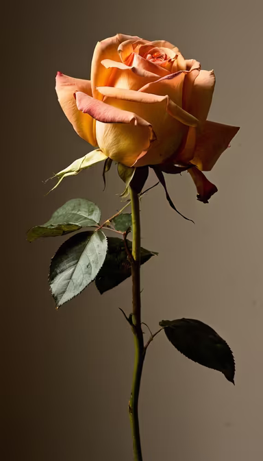 Single Rose Single Rose