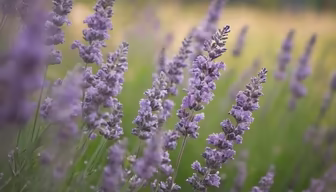 Lavender Dreams Lavender Dreams