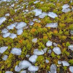 Winter's Ephemeral Art