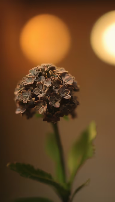 Dried Beauty Dried Beauty