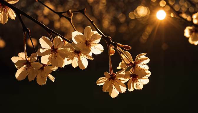 Golden Bloom