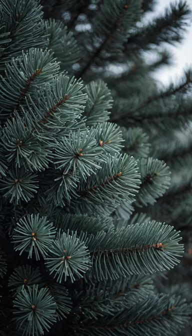 Evergreen Beauty