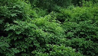 Lush Greenery Lush Greenery