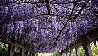 Wisteria Dreams Wisteria Dreams