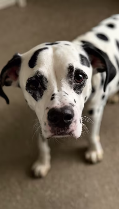 Dalmatian Dreams