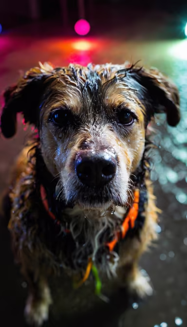 Rainy Day Pup Rainy Day Pup