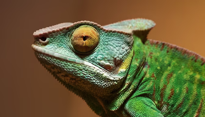 Chameleon Close-Up