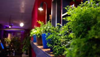 Urban Oasis Urban Oasis
