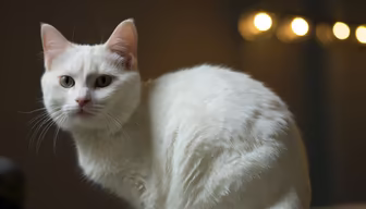Snowy Stare