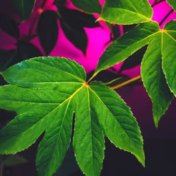 Green Leaves Green Leaves
