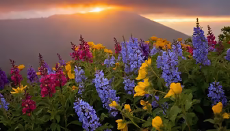 Mountain Meadow Bloom Mountain Meadow Bloom