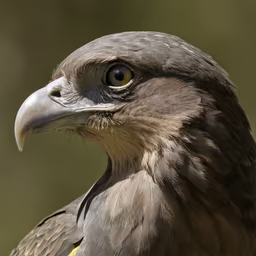 Hunter's Gaze Hunter's Gaze