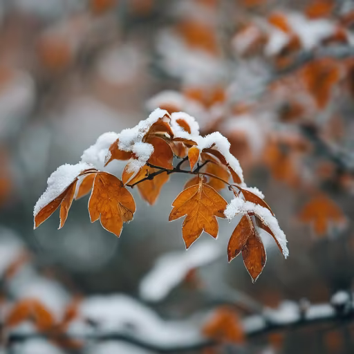 Winter's Touch