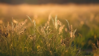 Golden Meadow