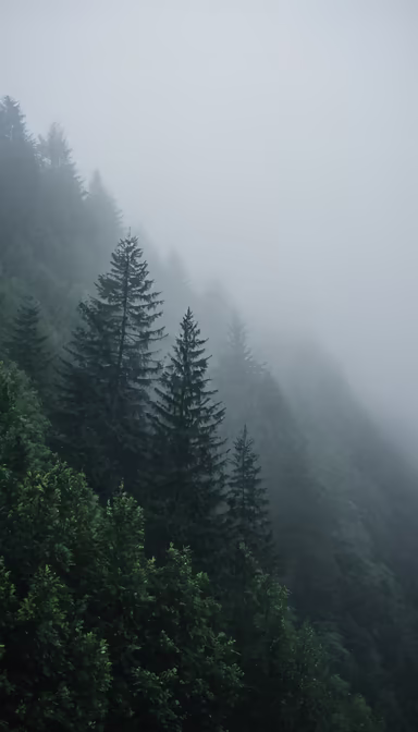 Misty Mountain Majesty
