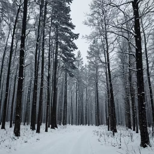 Winter Forest