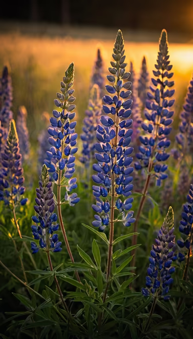 Lupine Dreams