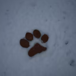 Winter Paw Winter Paw