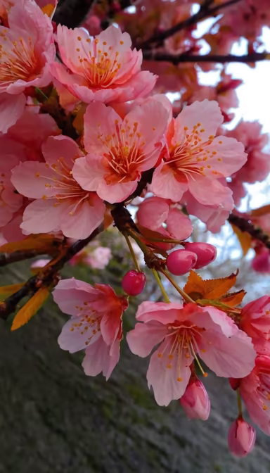 Cherry Blossom Season Cherry Blossom Season