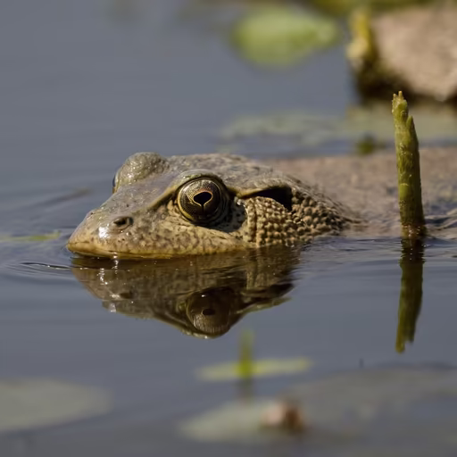 Frog in the Pond