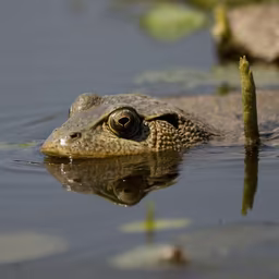 Frog in the Pond