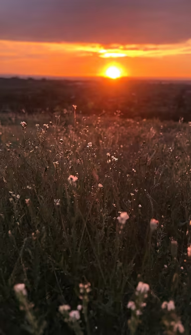 Golden Hour Meadow