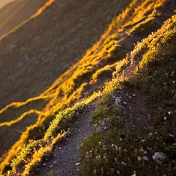Golden Hour Hike Golden Hour Hike