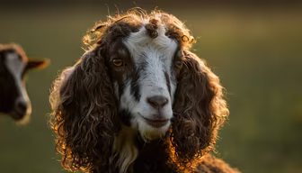 Angora Goat Angora Goat