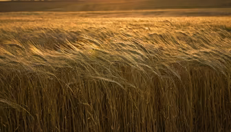 Golden Wheat Field Golden Wheat Field