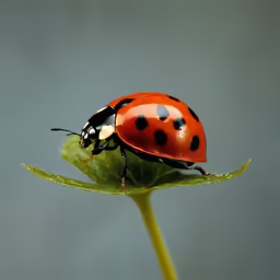 Ladybug Landing Ladybug Landing