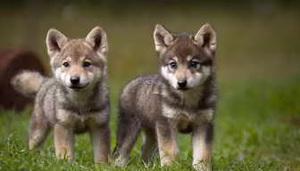 Wolf Cubs