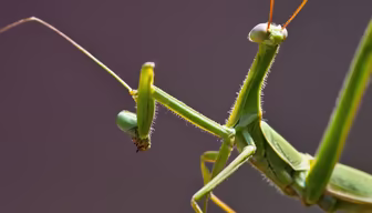 Praying Mantis