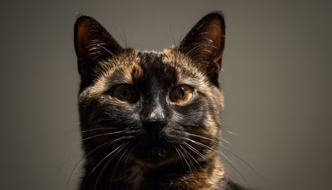 Tortoiseshell Beauty