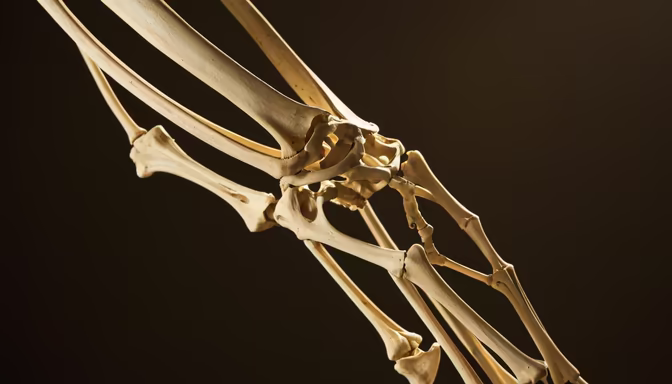 Anatomy of the Hand