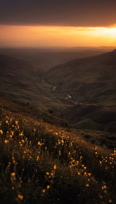 Golden Valley Golden Valley
