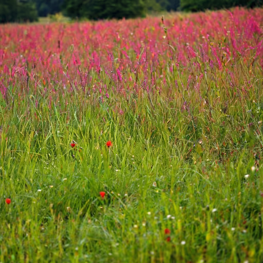 Summer Meadow