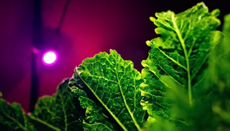 Indoor Greens Indoor Greens