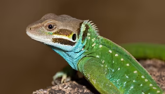Emerald Lizard