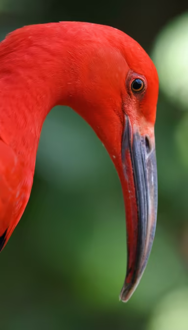 Scarlet Ibis Scarlet Ibis