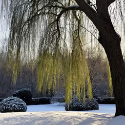 Winter's Embrace Winter's Embrace