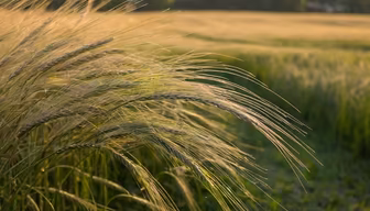 Golden Wheat Field