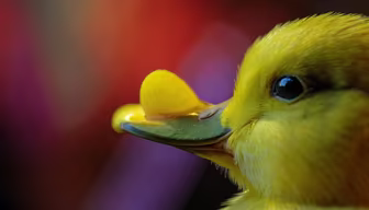 Little Yellow Duckling