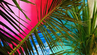 Tropical Vibes Tropical Vibes
