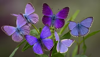 Butterfly Gathering
