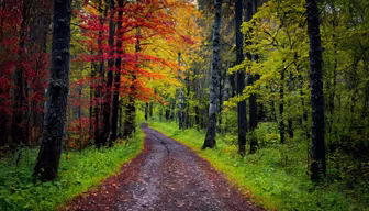 Autumn Trail