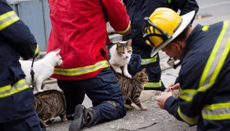 Heroes and Kitties