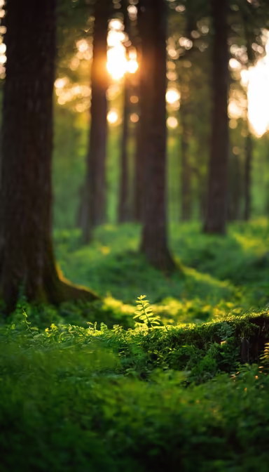 Forest Awakening